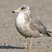 California Gull